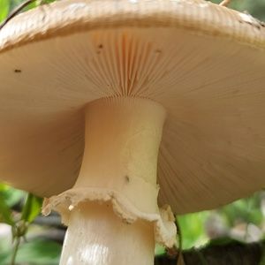 Meet your Posher, Maddy